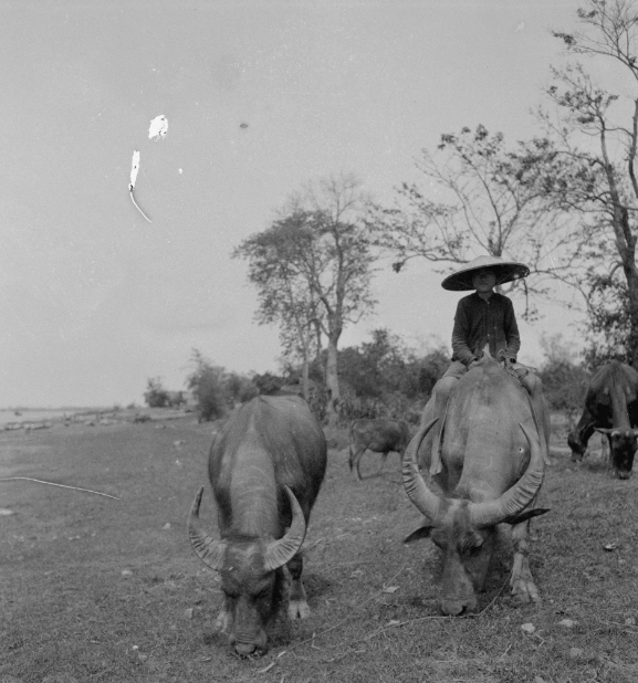 A photo of buffaloes in Vietnam taken by Ukrainian writer, photographer and filmmaker Sofia Yablonska