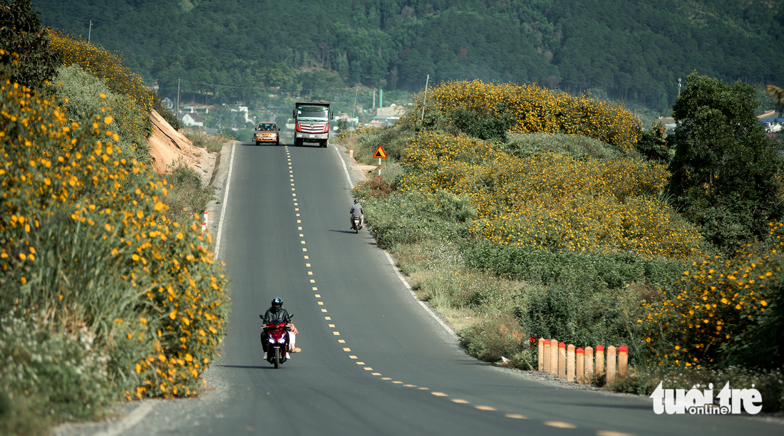 A road in outlying Da Lat City, Lam Dong Province becomes romantic in the blooming season of wild sunflowers. Photo: Van Phu