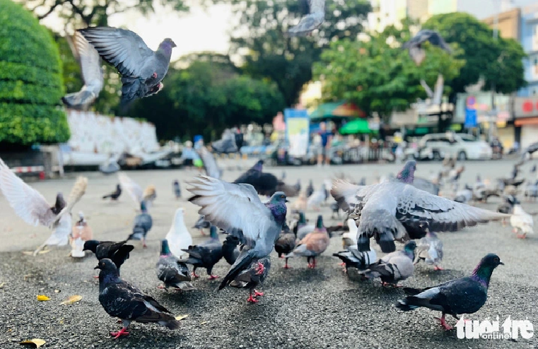 The friendly pigeons at Le Van Tam Park in District 1, Ho Chi Minh City. Photo: Yen Trinh / Tuoi Tre