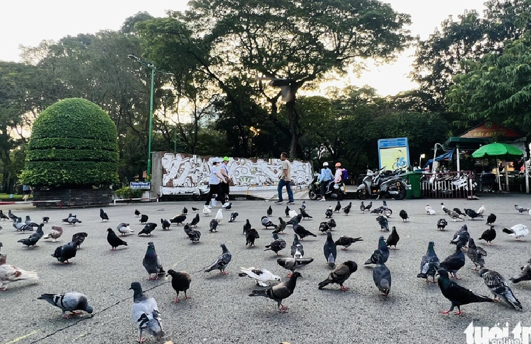 Pigeons often swoop down at Le Van Tam Park in District 1, Ho Chi Minh City in the early morning. Photo: Yen Trinh / Tuoi Tre