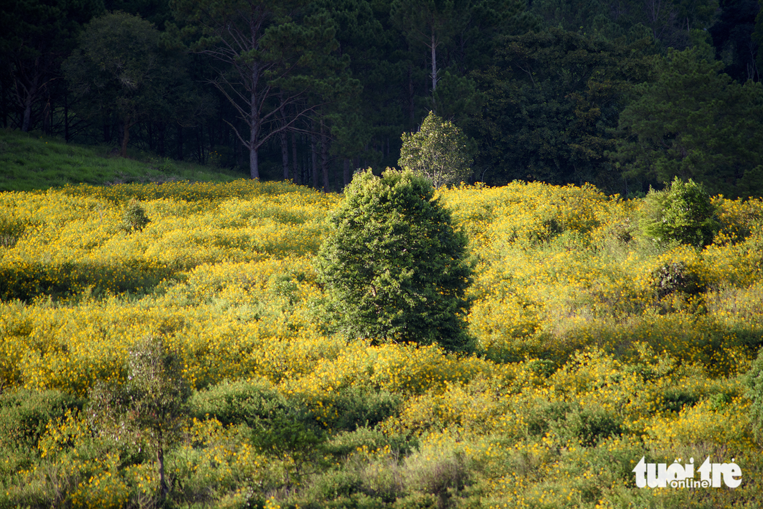 Wild sunflowers in full bloom next to a forest in Lam Dong Province. Photo: Van Phu