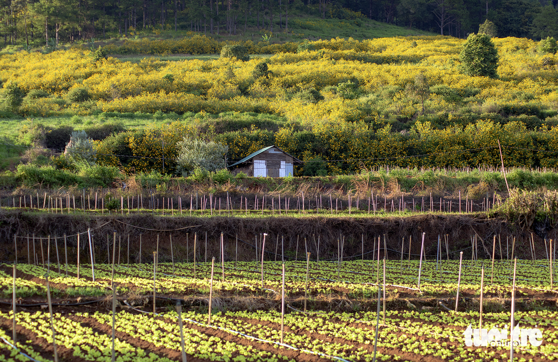 A Voi Mountain area in Hiep An and Hiep Thanh Communes in Duc Trong District, Lam Dong Province takes on a yellow hue as wild sunflowers. Photo: Van Phu