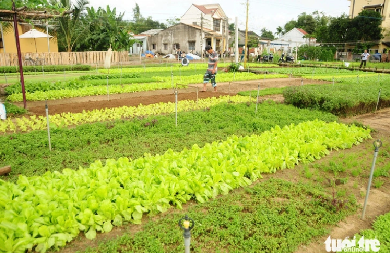 Tra Que vegetables are mainly supplied in Hoi City and Da Nang City. Photo: B.D. / Tuoi Tre