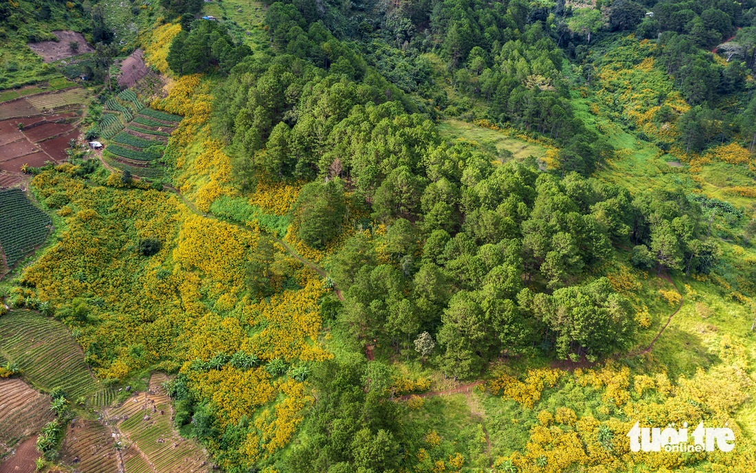 Wild sunflowers dye the Voi Mountain in Lam Dong Province yellow. Photo: Van Phu