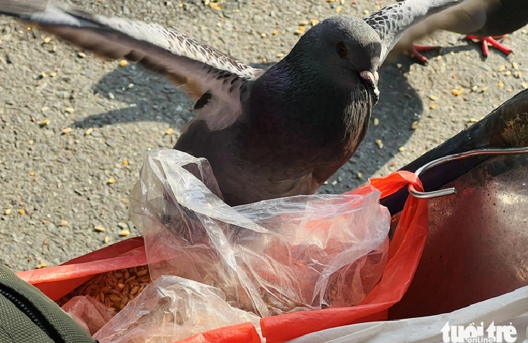 A pigeon perches on the cereal bag. Photo: Yen Trinh / Tuoi Tre