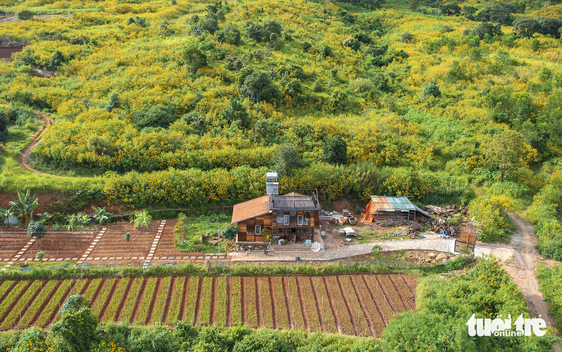 A romantic scene of yellow wild sunflowers in Lam Dong Province. Photo: Van Phu