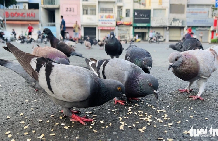 Pigeons swoop down at Le Van Tam Park in District 1, Ho Chi Minh City to eat rice and cereals brought by local residents. Photo: Yen Trinh / Tuoi Tre