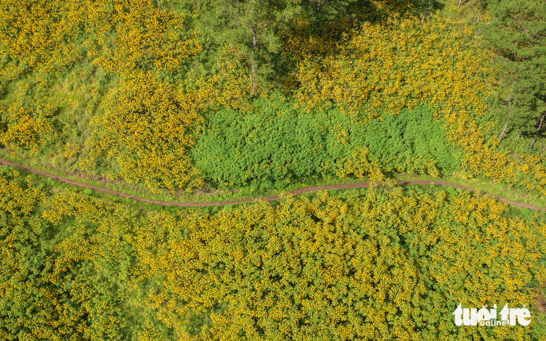 Visitors should enter narrow roads to take photos with wild sunflowers in Lam Dong Province. Photo: Van Phu