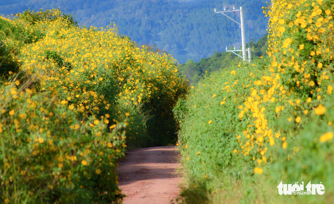 Wild sunflowers along a road in Don Duong District, Lam Dong Province. Photo: Van Phu