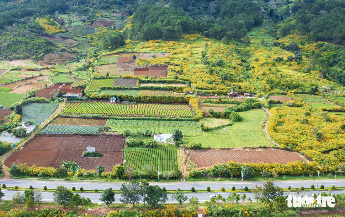 A hill of wild sunflowers along the Lien Khuong-Prenn Expressway in Lam Dong Province. Photo: Van Phu