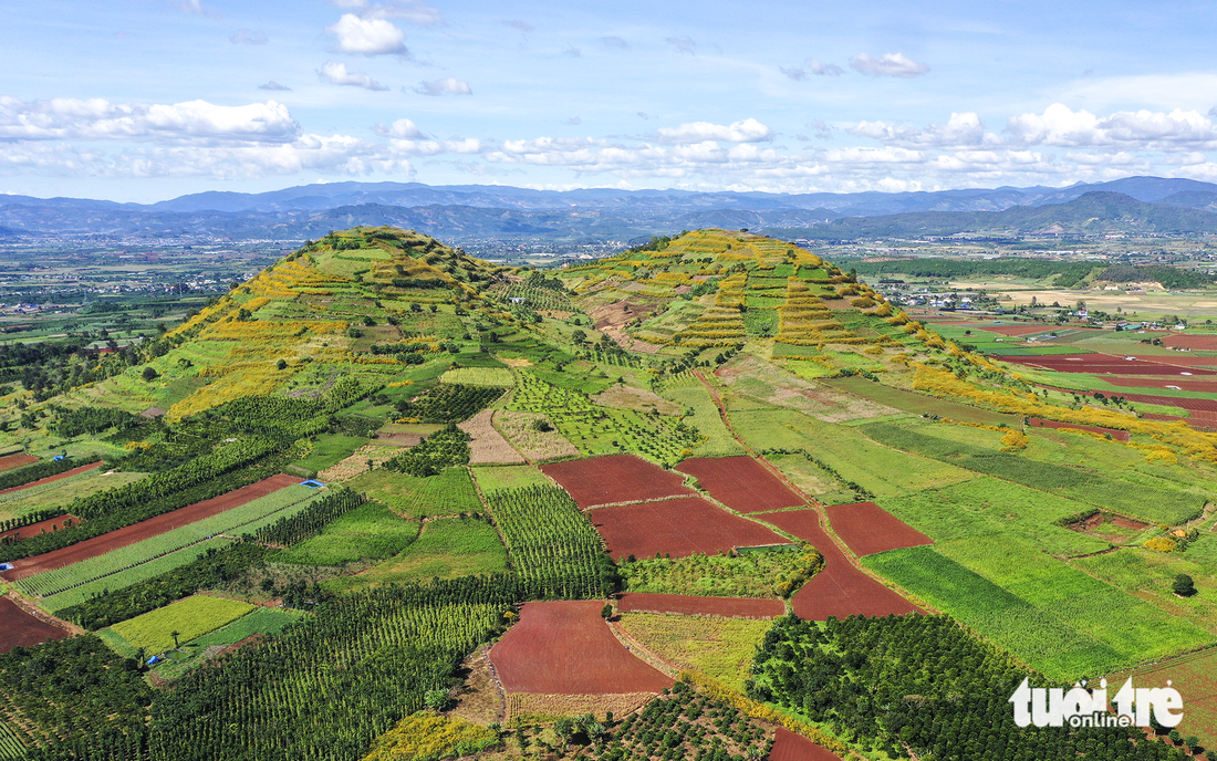 A hill of wild sunflowers in Duc Trong District, Lam Dong Province. Photo: Van Phu