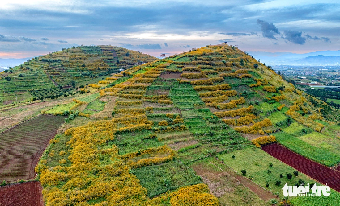 A hill of wild sunflowers in Duc Trong District, Lam Dong Province. Photo: Van Phu