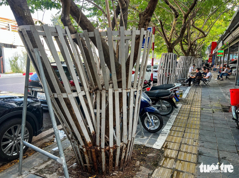 Rare trees in Hanoi stunted by iron fences