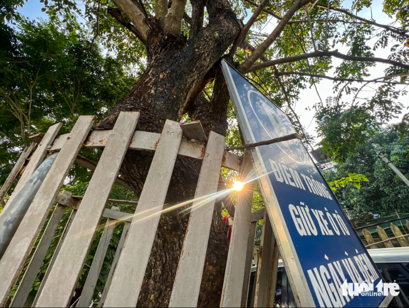 Metal enclosures stunt the growth of trees in Hanoi. Photo: Pham Tuan / Tuoi Tre