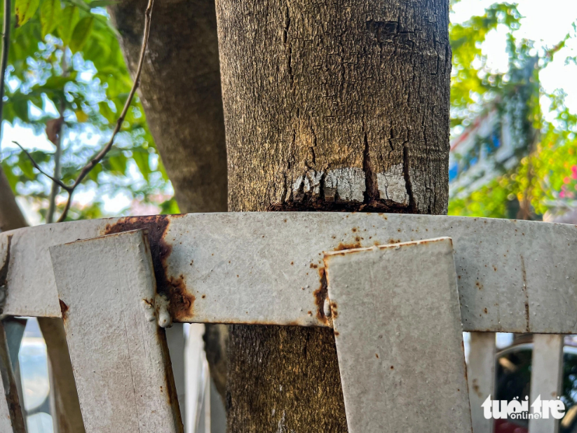 The trunk of a Sua tree constricted tightly by a metal enclosure on a street in Hanoi. Photo: Pham Tuan / Tuoi Tre