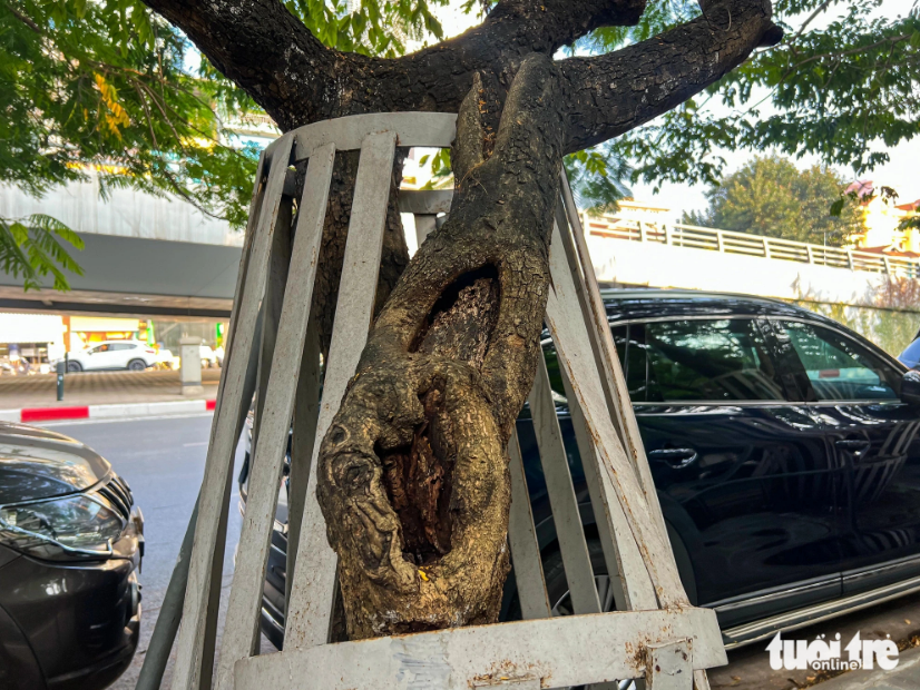 The branches of many Sua trees have begun to rot due to metal enclosures. Photo: Pham Tuan / Tuoi Tre