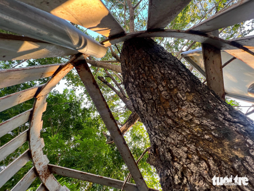 The Sua trees in Hanoi are enclosed by metal fencing, hampering their natural growth. Photo: Pham Tuan / Tuoi Tre