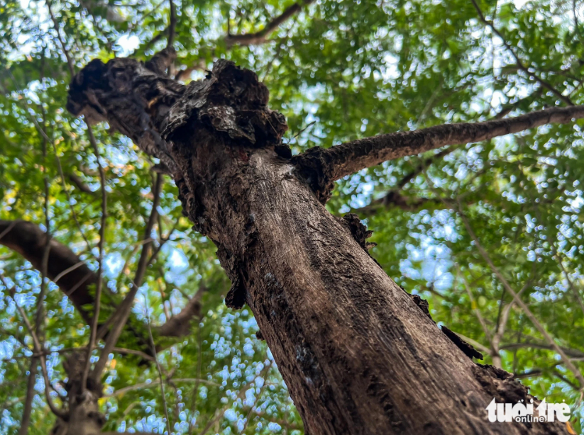 The branches of some Sua trees in Hanoi have begun to rot due to metal enclosures. Photo: Pham Tuan / Tuoi Tre