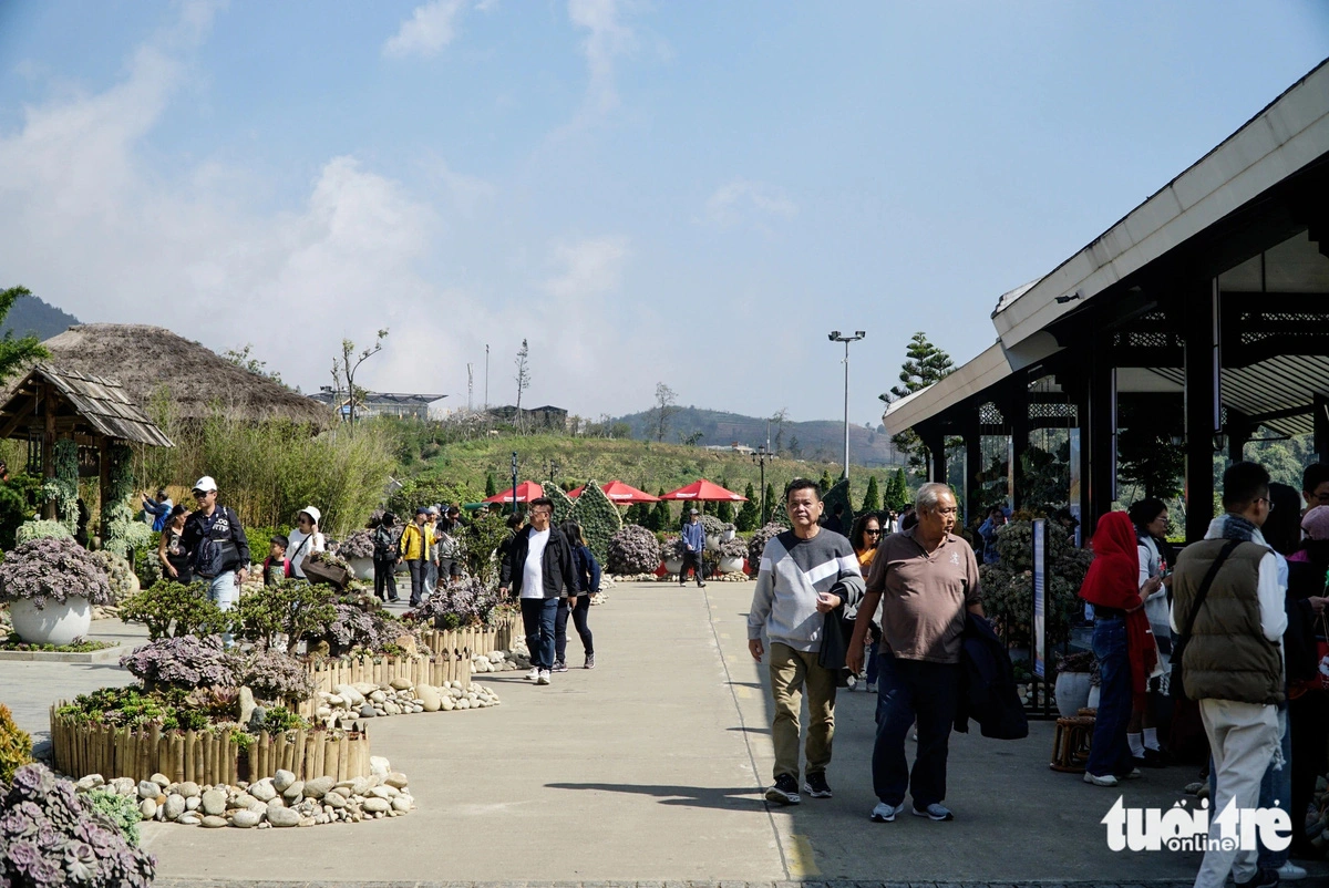 The succulent road attracts many visitors at the 2024 Fansipan succulent festival in Sa Pa Town, Lao Cai Province. Photo: Nguyen Hien / Tuoi Tre