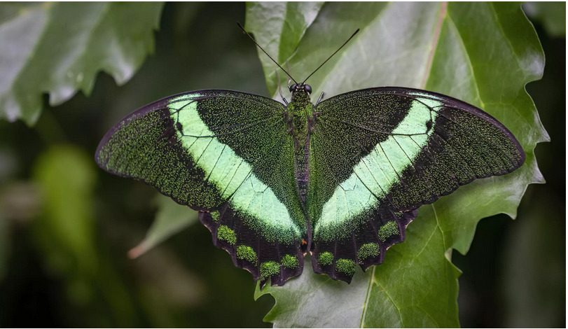 Visitors can snap photographs of butterflies at the Montreal Insectarium and use an app to identify the specific species. Photo: AFP