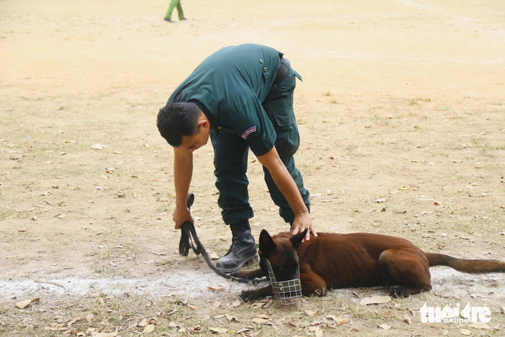 A Cambodian police officer orders a police dog to lay on the training ground during a performance session in Hanoi on November 25, 2024. Photo: Danh Trong / Tuoi Tre