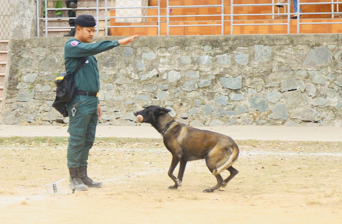 A police dog runs back to its Cambodian trainer, holding an object in its mouth during a performance session in Hanoi on November 25, 2024. Photo: Danh Trong / Tuoi Tre