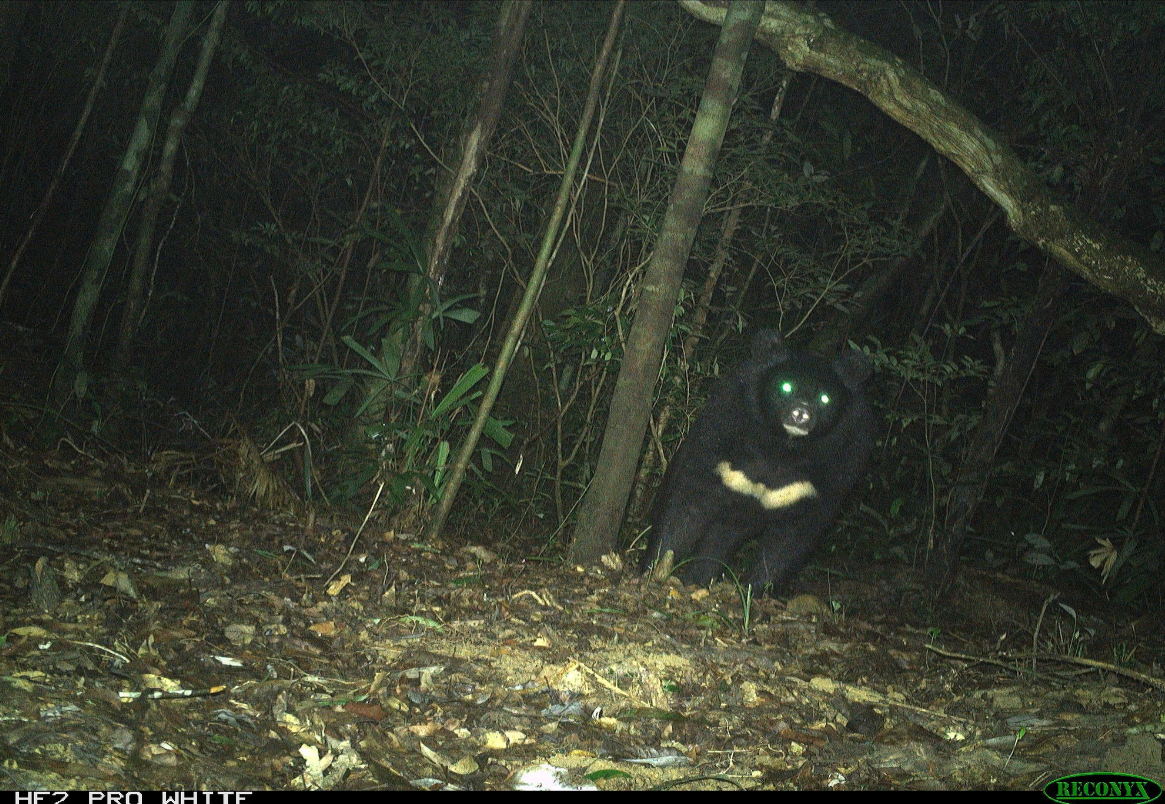 Endangered Asian black bear caught on remote camera in north-central Vietnam