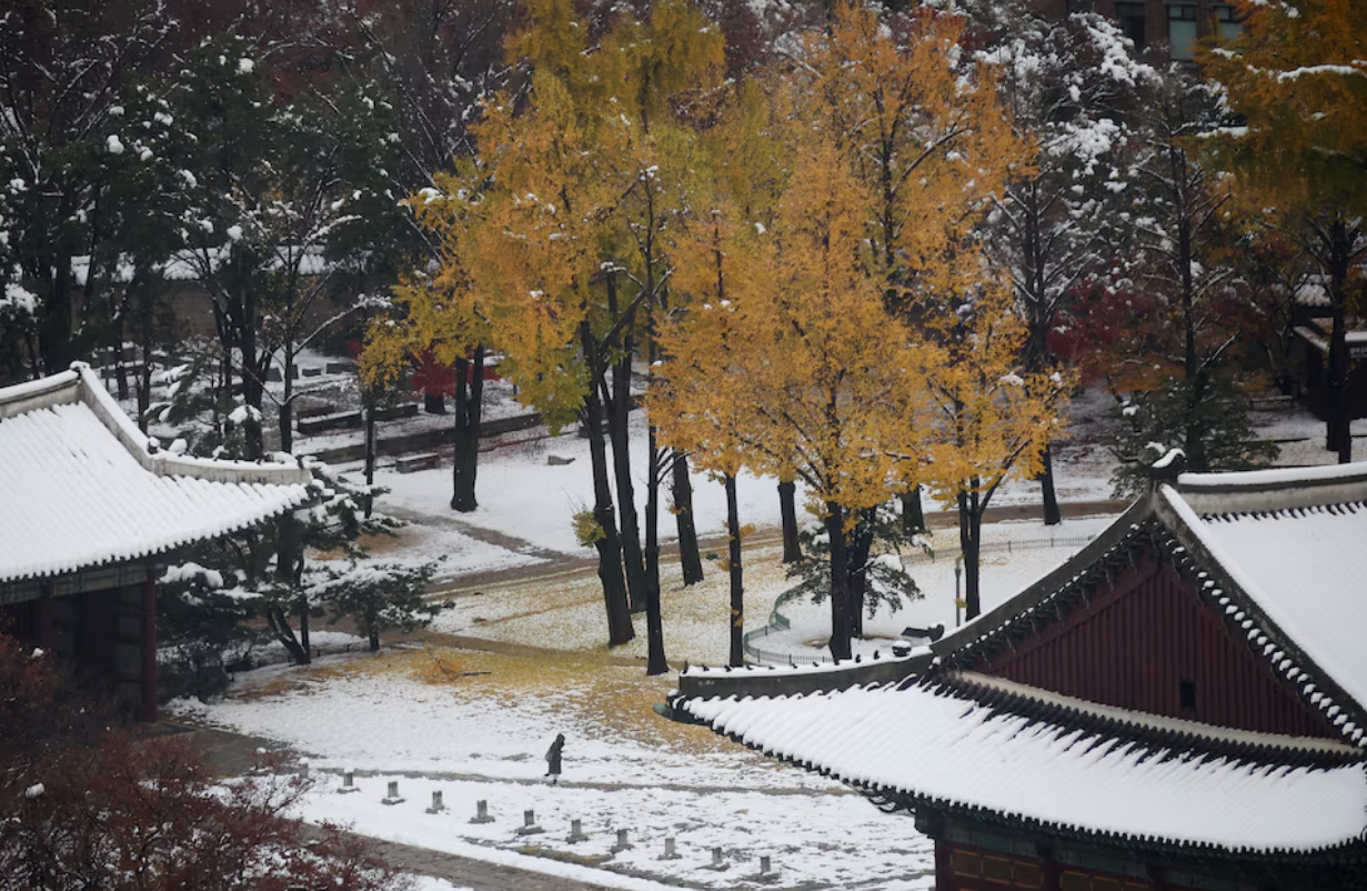 A woman takes a walk at the snow-covered Deoksugung Palace after a heavy snowfall in Seoul, South Korea, November 28, 2024. Photo: Reuters