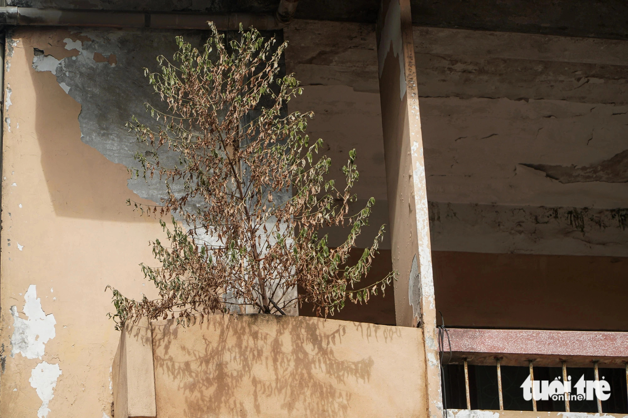 Inside the building, wild plants and grass have grown unchecked from the lobby to the third-floor balcony. Photo: Pham Tuan / Tuoi Tre