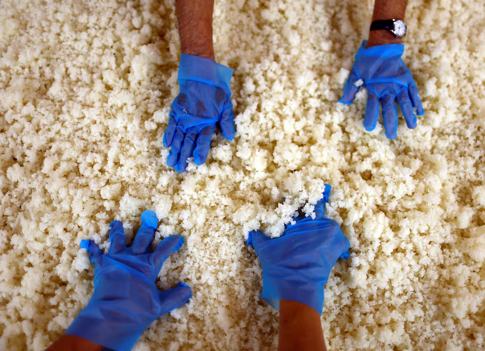 Brewers prepare rice on a table to make Koji mold, an important ingredient used in brewing sake, a traditional Japanese rice wine, at Ishikawa Shuzou, or Ishikawa Brewery, in Fussa, western portion of Tokyo, Japan November 25, 2024. Photo: Reuters