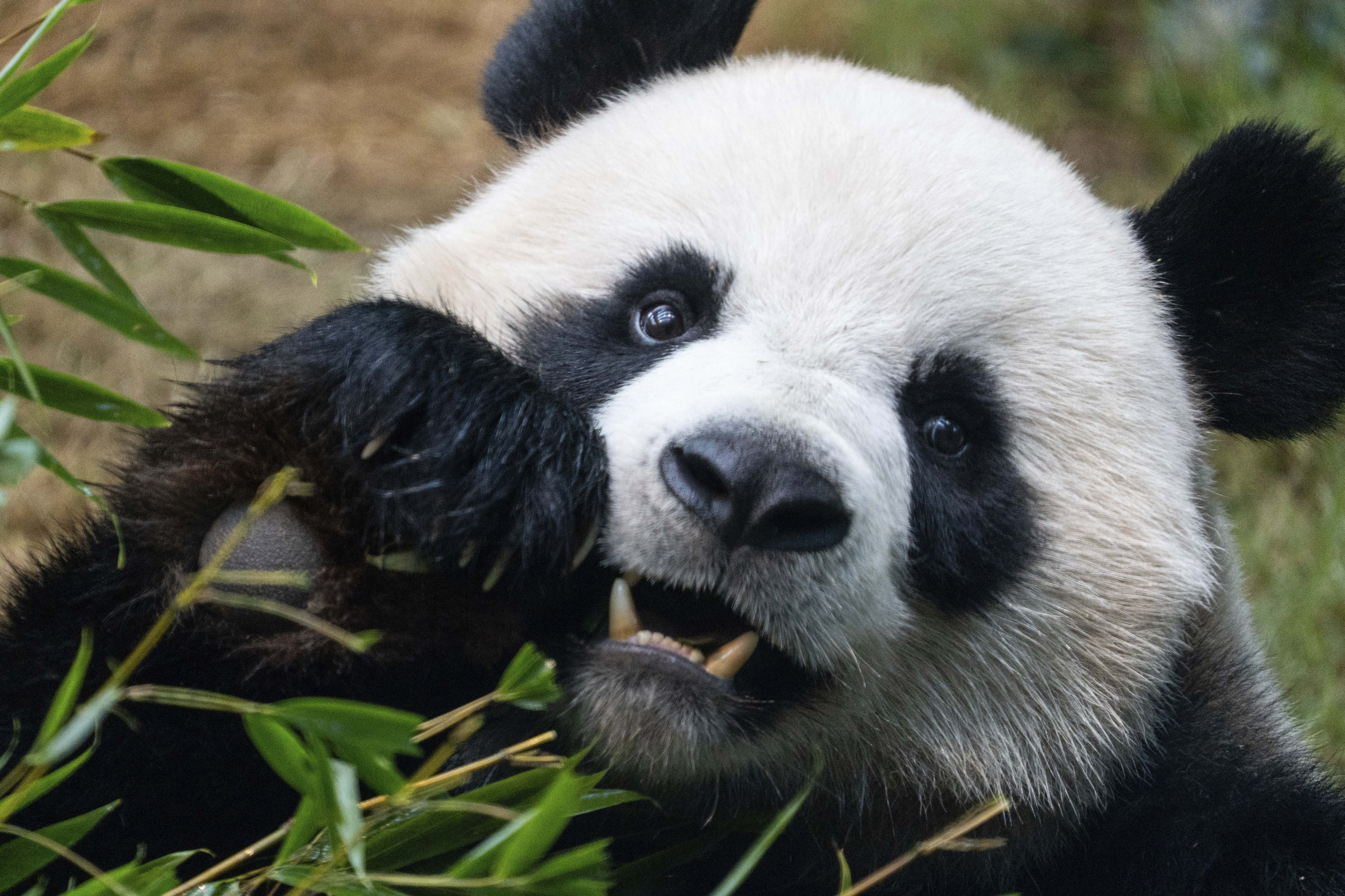 Hong Kong will display 2,500 panda sculptures to capitalize on a local bear craze