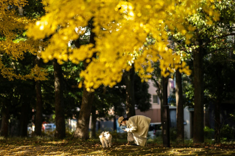 Japan witnesses warmest autumn on record