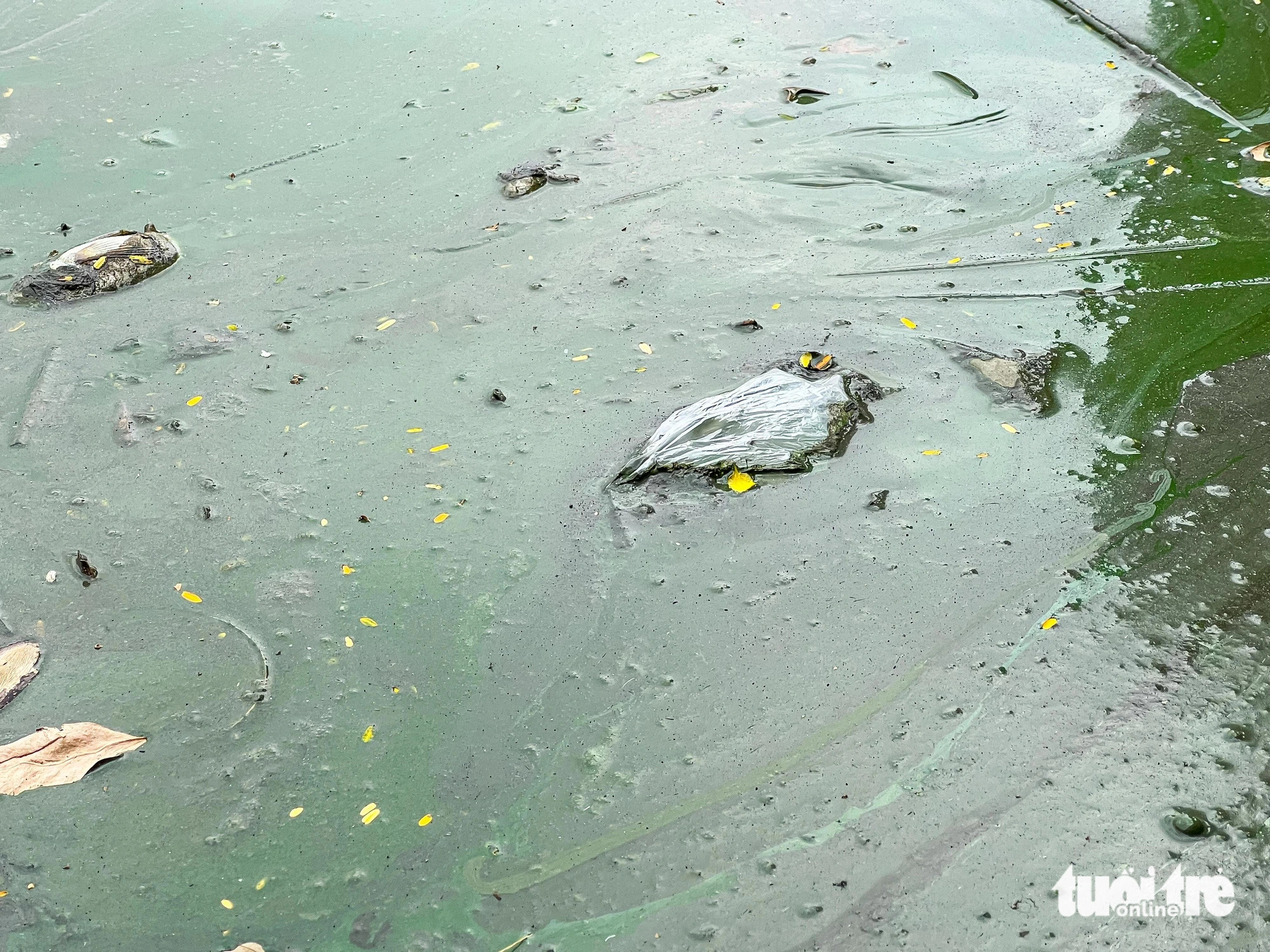 Thick green algae covers Giang Vo Lake’s surface, emitting an awful stench, Hanoi, December 4, 2024. Photo: Pham Tuan / Tuoi Tre