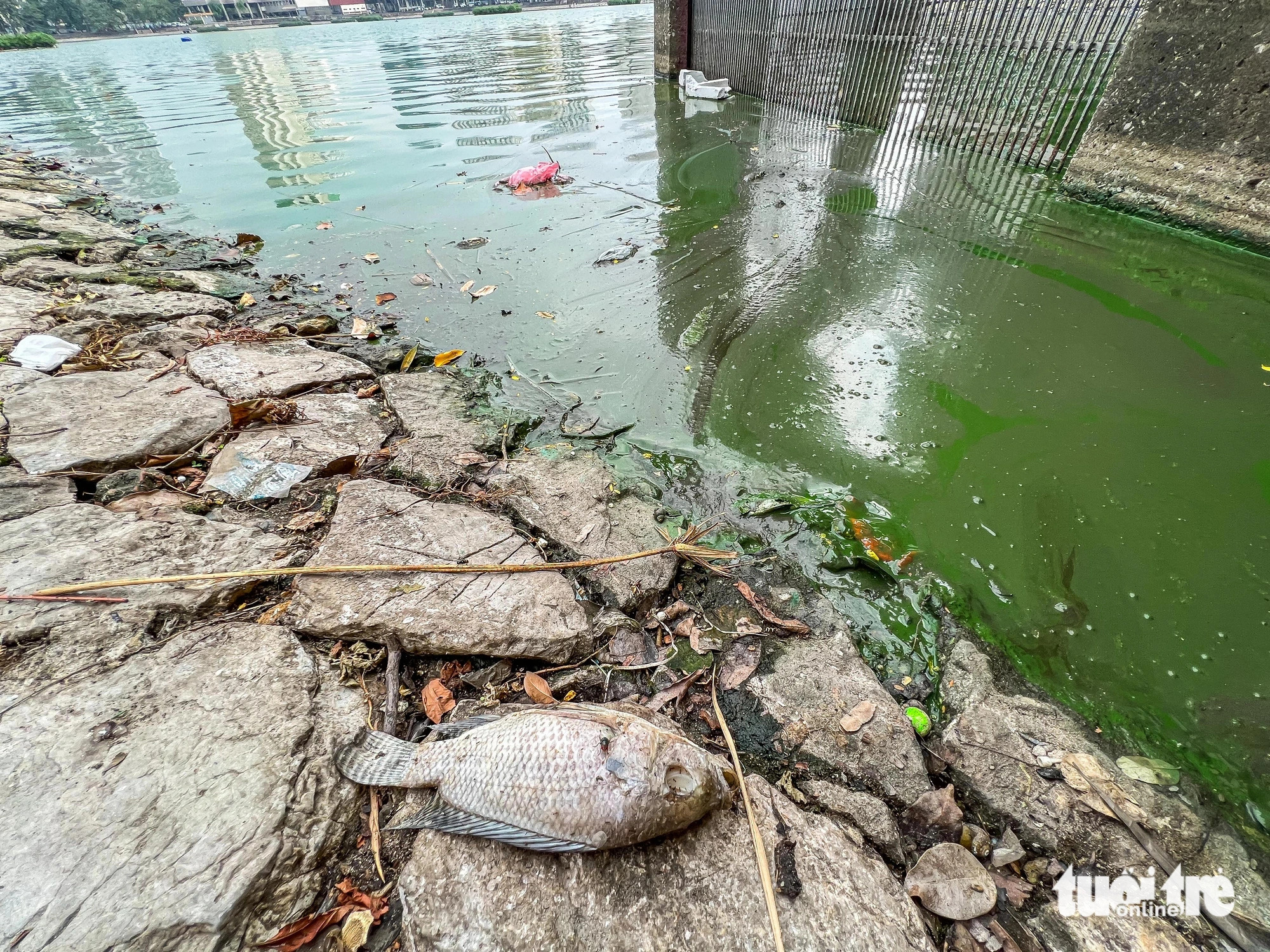 A dead fish is seen lying on the shore of Giang Vo Lake, Hanoi, December 4, 2024. Photo: Pham Tuan / Tuoi Tre