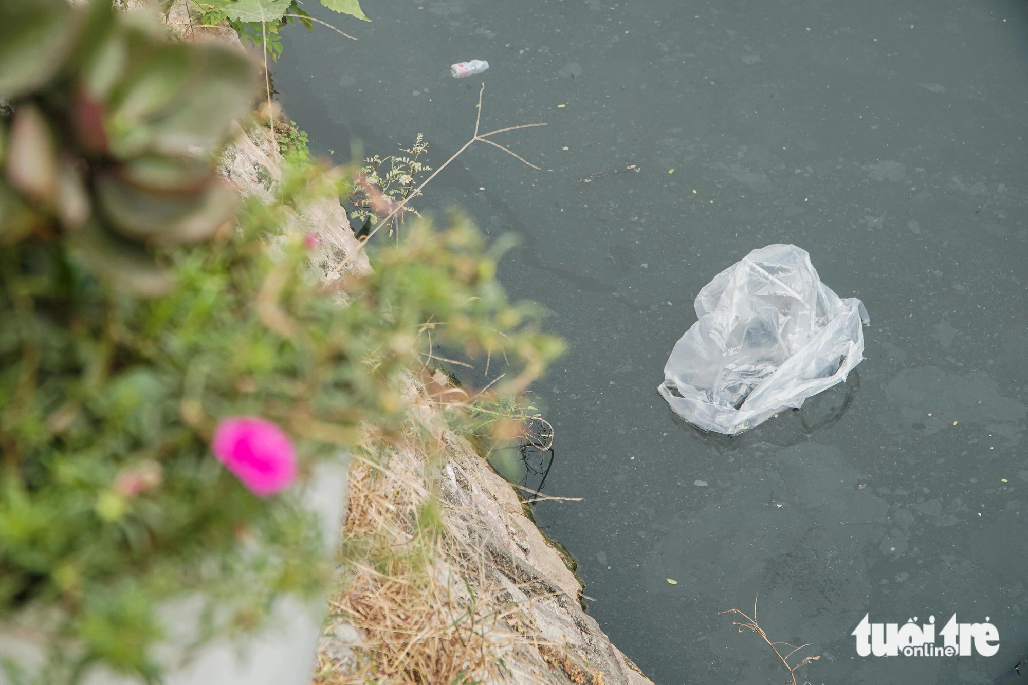 Pollution hits Truc Bach Lake in Hanoi, December 4, 2024. Photo: Pham Tuan / Tuoi Tre