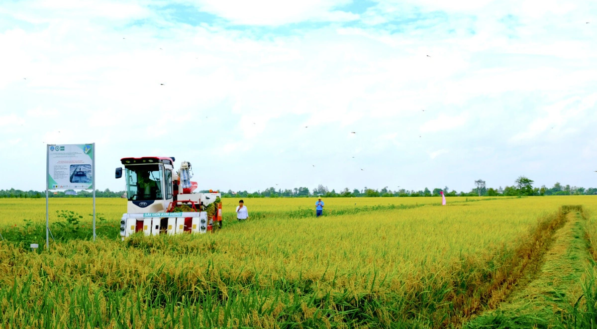 Vietnam rice branding faces multiple hardships