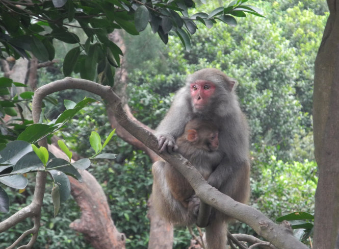 Vietnam’s Dong Nai approves monkey breeding farm for medical research