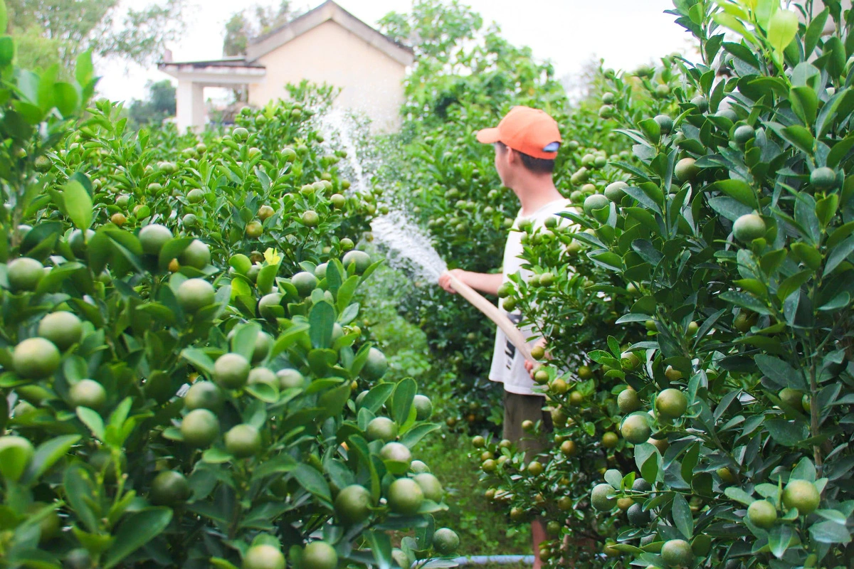 Phan Van Tu, a 34-year-old resident in Cam Ha Commune, Hoi An City, Quang Nam Province, waters kumquat trees. Photo: Thanh Thuy / Tuoi Tre