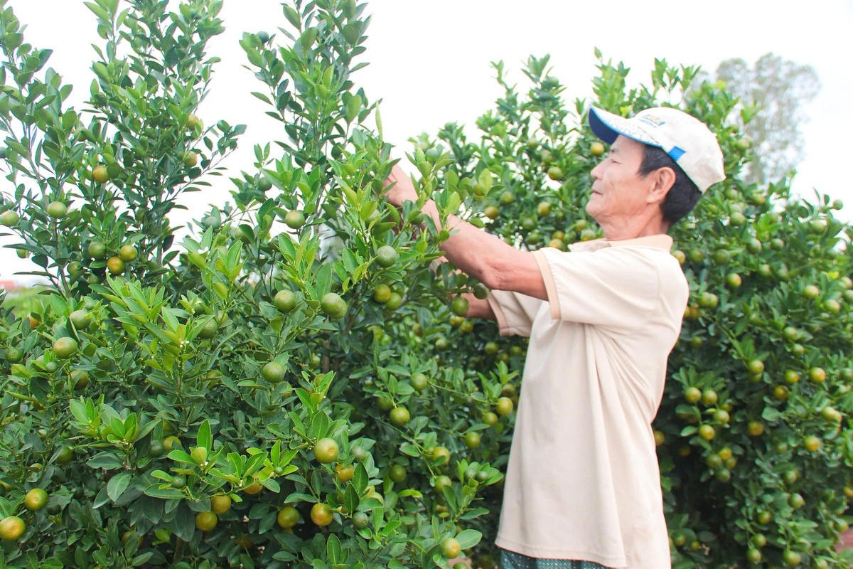 Nguyen Luong, another resident in Cam Ha Commune, Hoi An City, Quang Nam Province, is happy as the price of kumquat trees increases in 2024. Photo: Thanh Thuy / Tuoi Tre