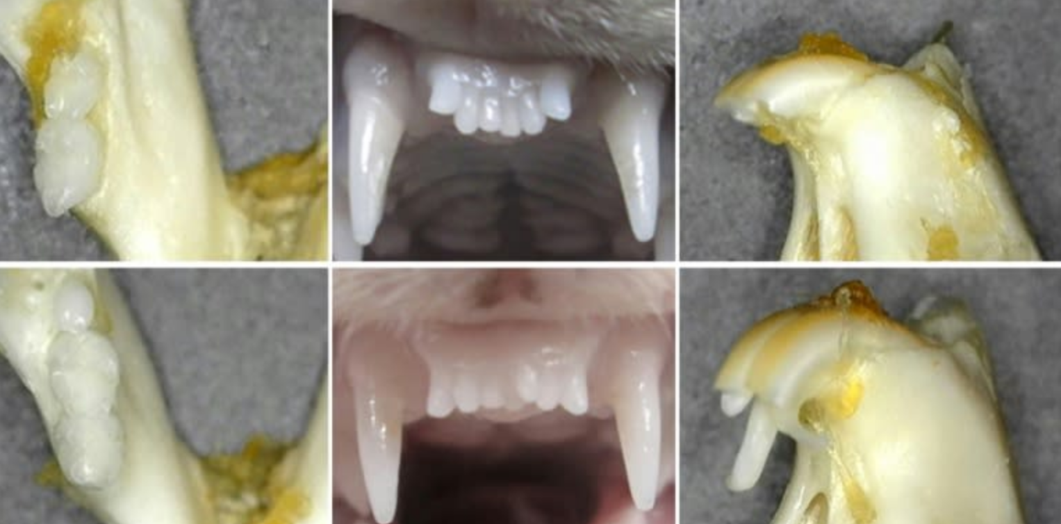 Japanese researchers test pioneering drug to regrow teeth