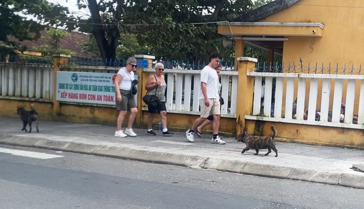 Dogs are seen on a street in Hoi An City, Quang Nam Province, central Vietnam. Photo: B.D. / Tuoi Tre