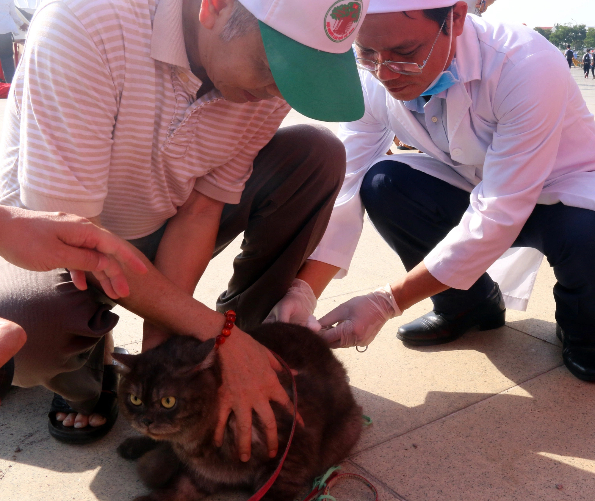 A pet cat gets vaccinated against rabies. Photo: Tuoi Tre