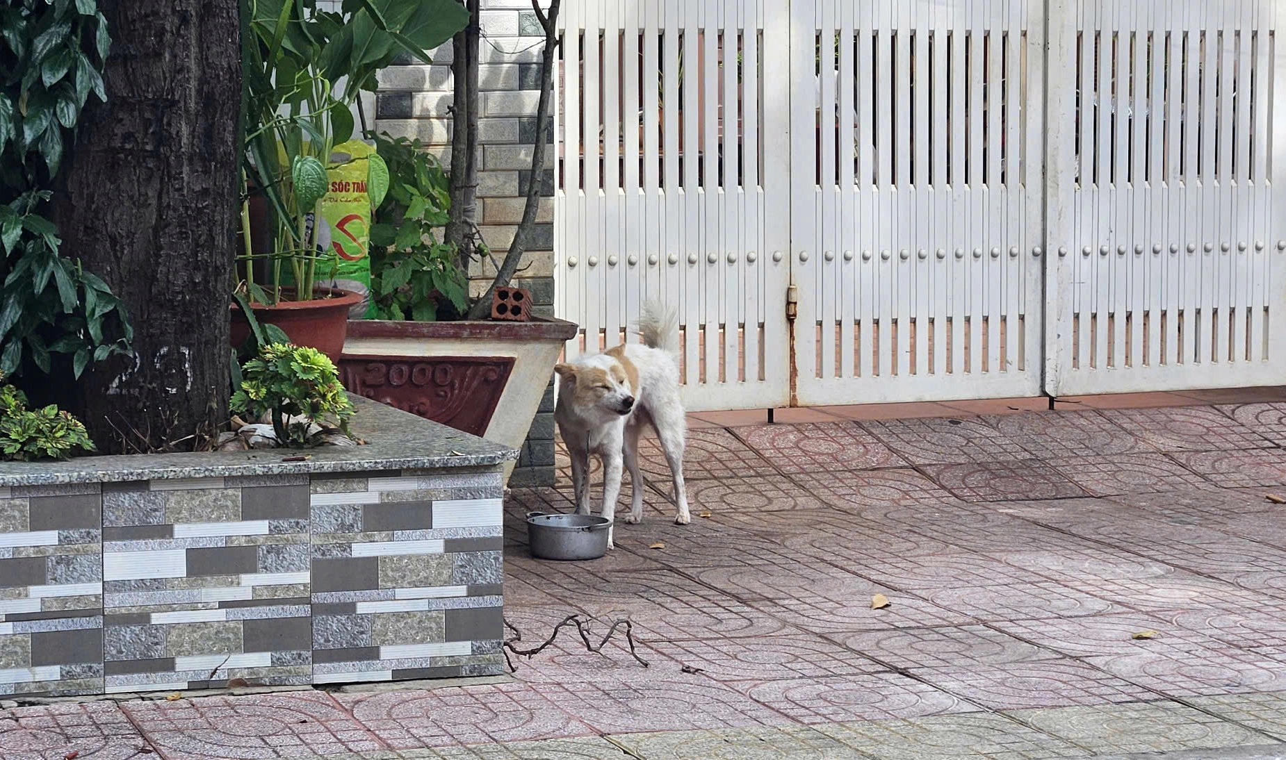 A dog is securely leashed by its owner when allowed outside. Photo: D.H. / Tuoi Tre