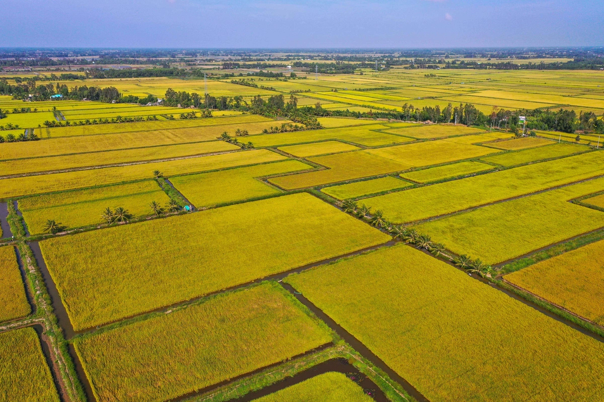 Vietnam’s rice export price lowest in 19 months