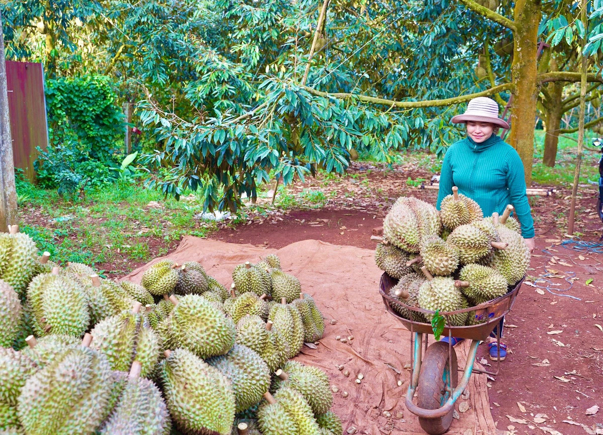 EU tightens control on Vietnamese durians over excessive pesticide residues