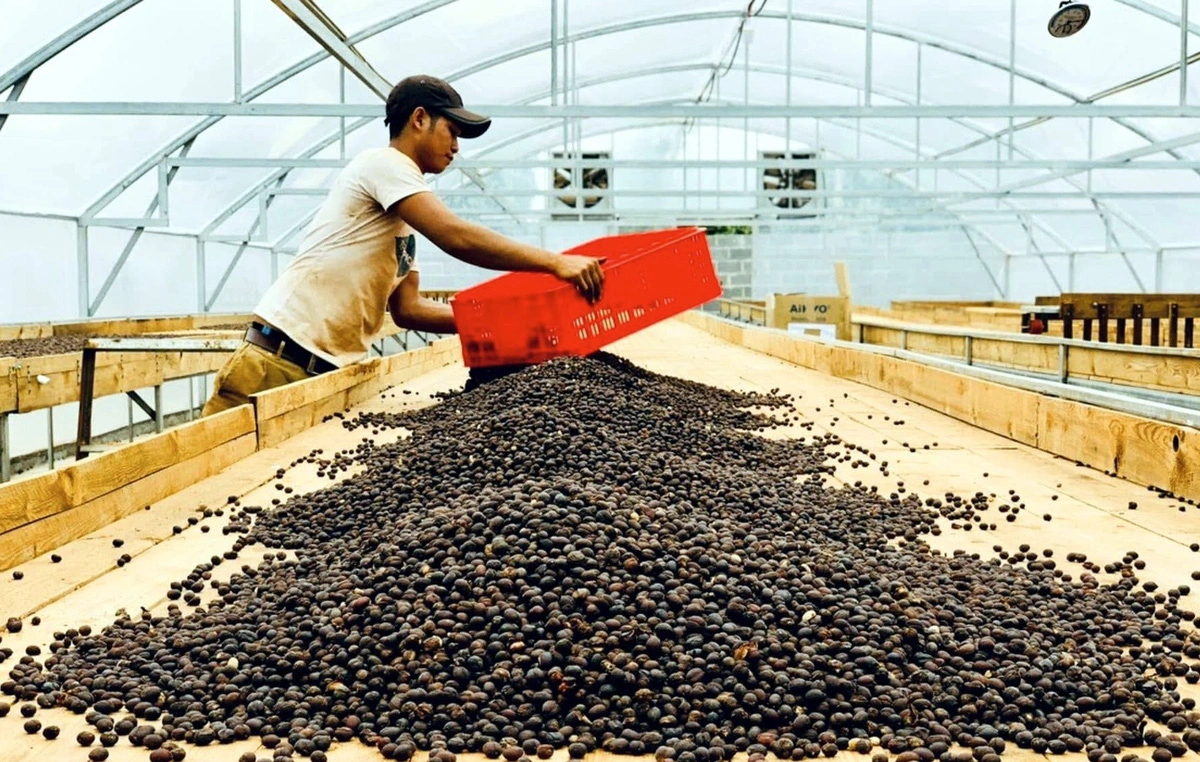 Countries with large Muslim populations, including Indonesia, Malaysia, Pakistan, and Bangladesh, have a high demand for importing a large volume of Vietnam’s agricultural products, including coffee. Photo: B.T.M. / Tuoi Tre