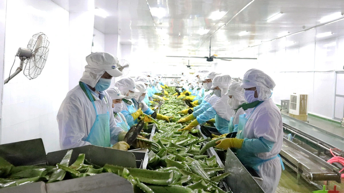 Workers process aloe vera meeting Halal standards at GC Food JSC in Dong Nai Province, southern Vietnam for export to the Middle East. Photo: V.A.Minh / Tuoi Tre