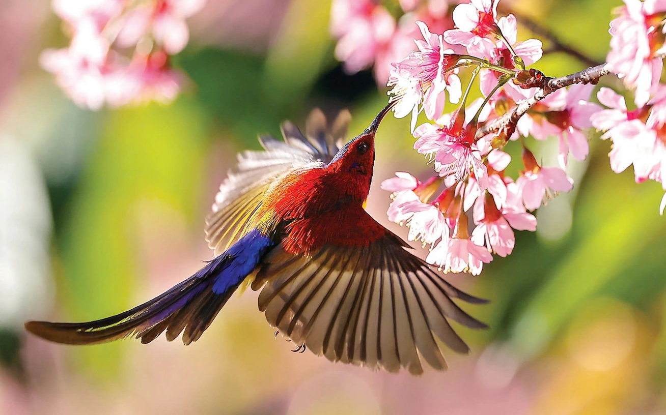 Image Võ Hoài Nam image beautiful image beautiful - Aviaries harm Vietnam's bird conservation efforts | Tuoi Tre News