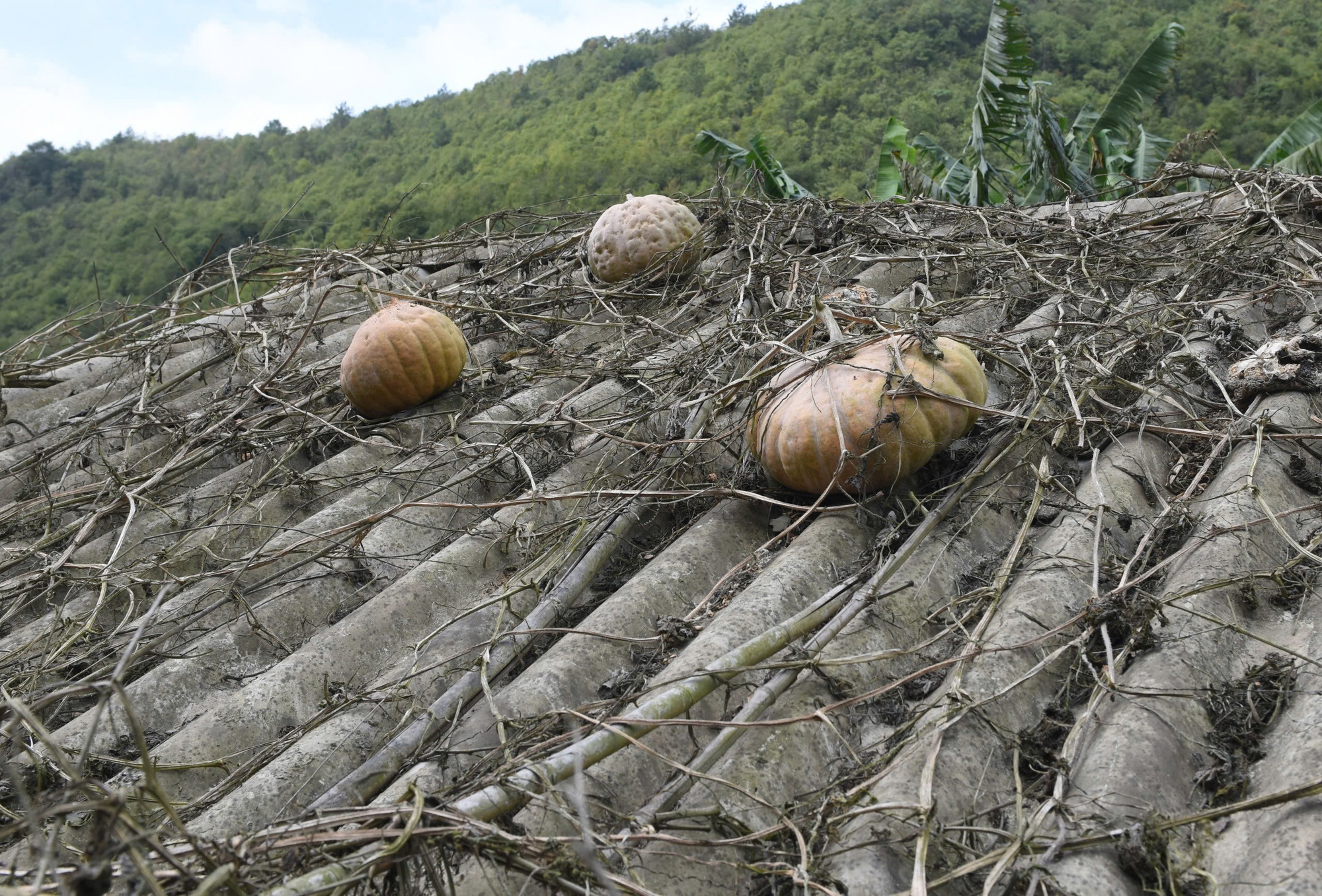 Pumpkins on the roof during dry season in Mu Cang Chai Town, Mu Cang Chai District, Yen Bai Province, northern Vietnam.