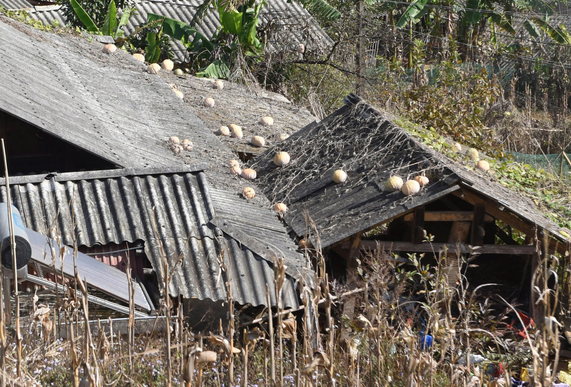 Pumpkins on the roof during dry season in Mu Cang Chai Town, Mu Cang Chai District, Yen Bai Province, northern Vietnam.